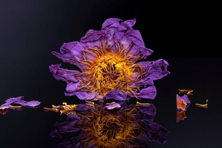 Photo for Dried blue lotus, sacred psychoactive plant on black background. Nymphaea nouchali var caerulea. - Royalty Free Image