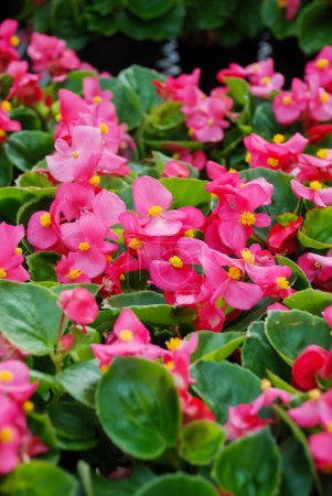Téléchargez les photos : Begonias, semperflorens begonias dans le jardin, bégonia rouge en pot - en image libre de droit