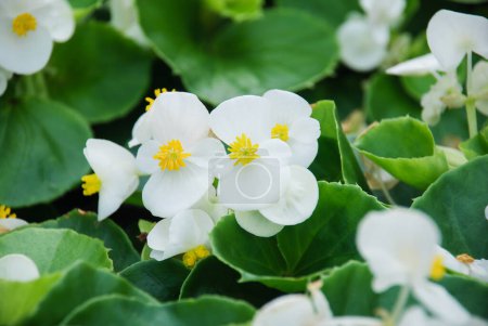 Téléchargez les photos : Begonias, semperflorens begonias in the garden, potted white begonia - en image libre de droit