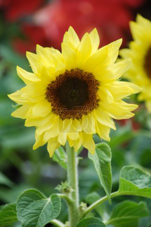 Photo for Helianthus annuus, small and potted sunflowers. dwarf helianthus, small flower size - Royalty Free Image