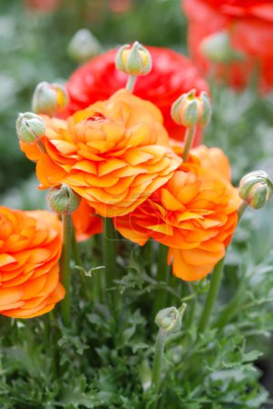 Téléchargez les photos : Orange Ranunculus flora. A blossomed flower with detailed petals shot, potted plant - en image libre de droit