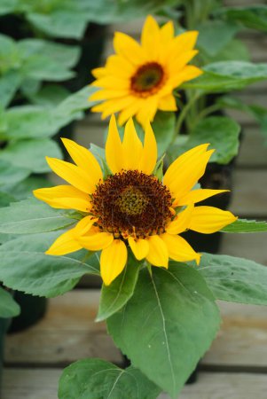Photo for Helianthus annuus, small and potted sunflowers. dwarf helianthus, small flower size - Royalty Free Image