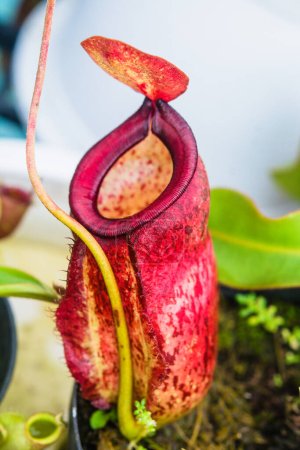 Photo for Close up of Nepenthes pitcher plant. Nepenthes Viking Ampullaria x Kuchingensis, pitcher family (nepenthaceae) - Royalty Free Image