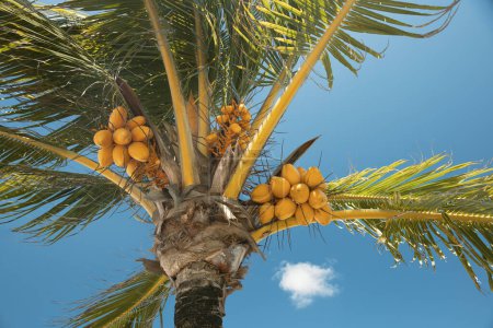 Árbol de coco con hojas verdes y cocos amarillos, un símbolo de tranquilidad y belleza tropical.