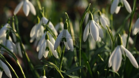 white snowdrop at a park in late afternoon sunshine