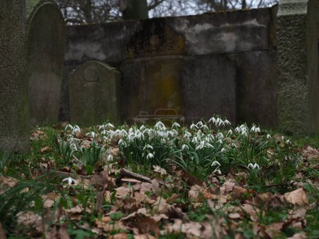 Schneeglöckchen und Grabsteine in einem Park in Stettin