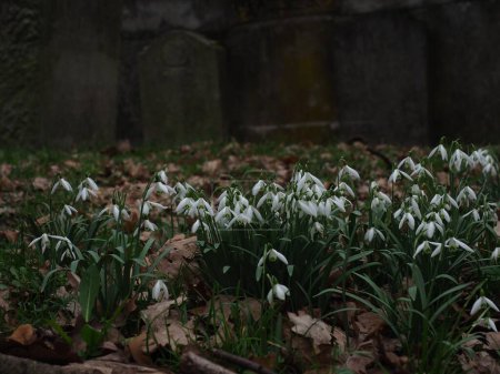 Snowdrops and tombstones at a park in Szczecin
