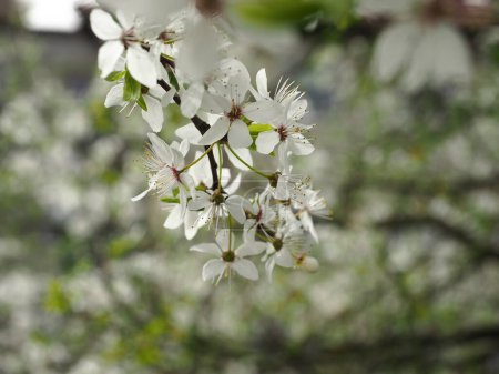 weiße Kirschblüten (Prunus cerasus), Nahaufnahme