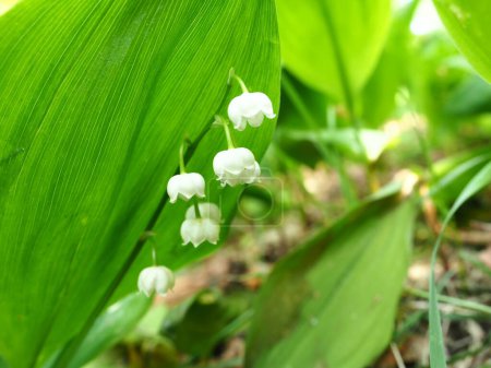 Lily of the vallay in the forest