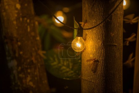 Photo for Moths Flying Around Lightbulb Dark summer night of tropical Rainforest ecosystems with light from illuminated wings of bug swarm - Royalty Free Image