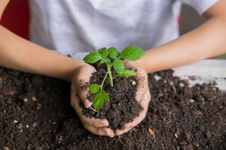 Photo for Selective focus of hands Asian child boy holding a little green plant with soil. Growing tree. Spring season. Save environment. Earth day - Royalty Free Image