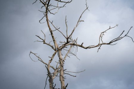 Photo for Old dry tree at dramatic dark cloud sky background, Creepy cloudscape with black branches of dead tree. - Royalty Free Image