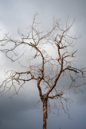 Photo for Old dry tree at dramatic dark cloud sky background, Creepy cloudscape with black branches of dead tree. - Royalty Free Image