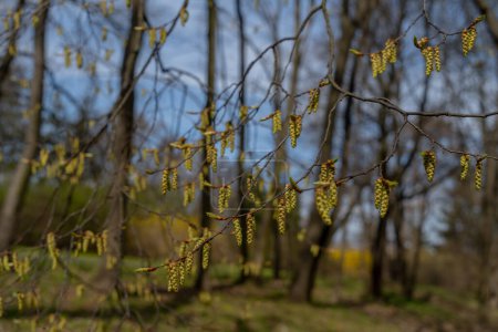 Photo for Birch blossom on leafless branches in early spring - Royalty Free Image