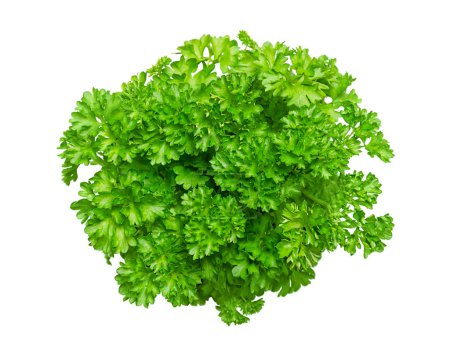 Photo for Bunch of fresh curly parsley, isolated, from above. Curly leaf parsley, with bright green crinkled leaves, used as a garnish. Petroselinum crispum is widely cultivated as a herb and as a vegetable. - Royalty Free Image
