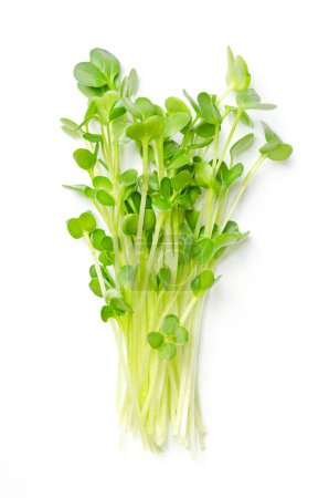 Photo for Bunch of daikon radish microgreens. Fresh and ready-to-eat seedlings, shoots and young plants of the spicy Japanese radish or also true daikon, Raphanus sativus. Close up from above, macro food photo. - Royalty Free Image