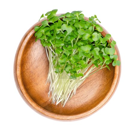 Siberian kale microgreens, in a wooden bowl. Fresh sprouts, green seedlings, young plants and shoots of Brassica napus var. pabularia. A rapeseed variety and winter-annual vegetable. Close-up. Photo.