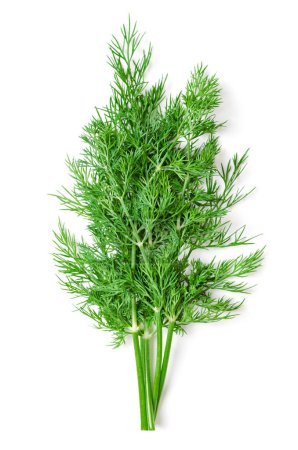 Photo for Bunch of dill fronds. Fresh, green fern-like dill leaves, also called dill weed or dillweed, Anethum graveolens, a culinary herb, used as a garnish, or to flavor food, especially salmon and pickles. - Royalty Free Image