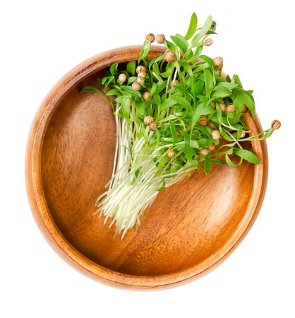 Photo for Cilantro microgreens in a wooden bowl. Fresh, ready to eat, green coriander seedlings, partly still with the seed coats on the tips. Coriandrum sativum, a herb, also called Chinese parsley or dhania. - Royalty Free Image
