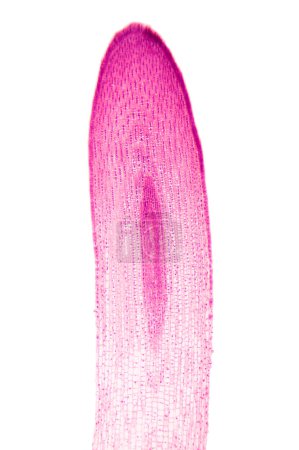 Foto de Punta de raíz de Zea, bajo el microscopio de luz. Sección longitudinal a través de la punta de una raíz de planta de maíz, Zea mays. Micrógrafo de luz con aumento de 8X. Aislado, sobre fondo blanco. - Imagen libre de derechos