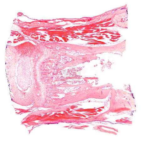 Téléchargez les photos : Tendon, section, micrographie 20X. Pièce de tendon, tachée d'hématoxyline et d'éosine, au microscope. Bande de haute résistance de tissu conjonctif fibreux dense, relie le muscle à l'os. - en image libre de droit