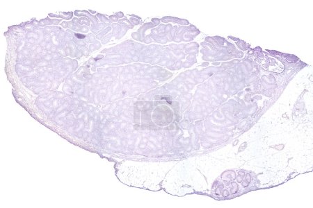 Foto de Testis, transverse section, 20X light micrograph. Testicle, the male reproductive gland, under the light microscope, T.S., stained for better visualization. Isolated, on white background. - Imagen libre de derechos