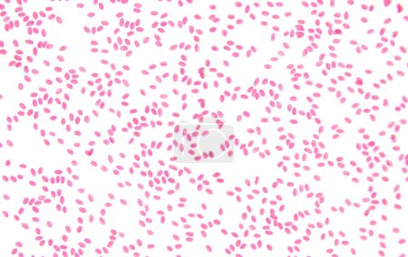 Fischblut, Abstrich, 80-fach leichte Mikrographie. Fischblut-Erythrozyten mit Mikronuklei unter dem Lichtmikroskop. Vier Einzelaufnahmen ergeben ein Gesamtbild. Isoliert, auf weißem Hintergrund.