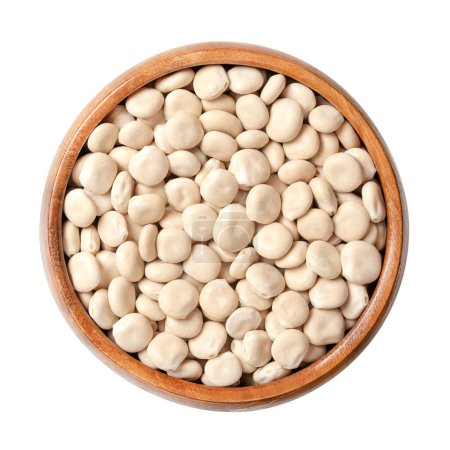 Photo for Dried sweet lupin beans, in a wooden bowl. Also known as white lupin or field lupine. Seeds of Lupinus albus, with low content of antinutrients and alkaloids, used as protein source and for sprouting. - Royalty Free Image