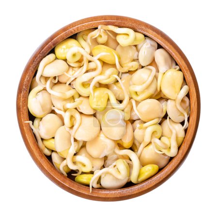 Foto de Sweet lupine bean sprouts, in a wooden bowl. Fresh sprouted white or field lupine beans. Lupinus albus, with low content of antinutrients and alkaloids, used as protein source and as meat substitute. - Imagen libre de derechos