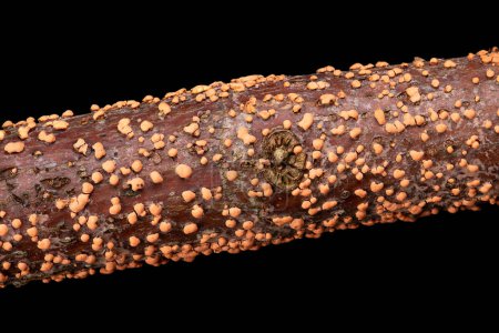 Coral spot, Nectria cinnabarina, on a branch, macro, from above, over black. Plant pathogen that causes cankers on broadleaf trees. Polycyclic disease, typically saprophytic, but also a weak parasite.
