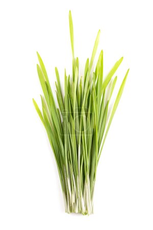Foto de Un montón de hierba fresca. Brotaron las primeras hojas de trigo blando Triticum aestivum, utilizado para alimentos, bebidas o suplementos dietéticos. Contiene clorofila, aminoácidos, minerales, vitaminas y enzimas. - Imagen libre de derechos