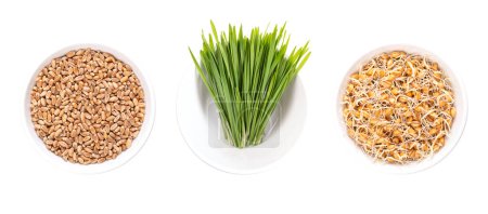 Photo for Common wheat grains, fresh wheatgrass, and freshly sprouted wheat germs, in white bowls. Triticum aestivum, concentrated source of chlorophyll, amino acids, minerals, vitamins, enzymes and spermidine. - Royalty Free Image