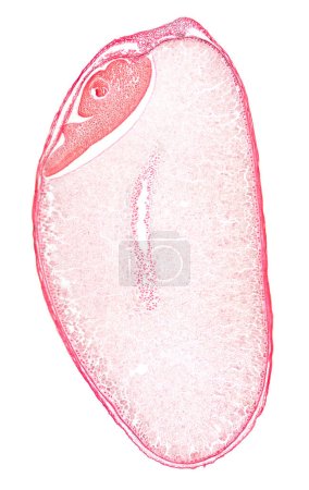 Photo for Wheat grain, cross section of a whole wheat berry, 8X light micrograph. Red stained cereal grain, composed of the bran, the layers that surrounds the endosperm, and with the the germ, the seed embryo. - Royalty Free Image