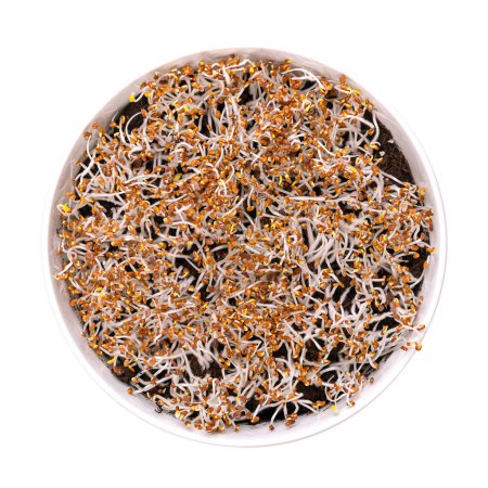 Foto de Brotes de alfalfa germinando en suelo húmedo, en un tazón blanco. Cotiledones de Medicago sativa, con pequeños pelos de raíz, a menudo confundidos con moho. Primer plano, desde arriba, aislado sobre blanco, foto de comida. - Imagen libre de derechos