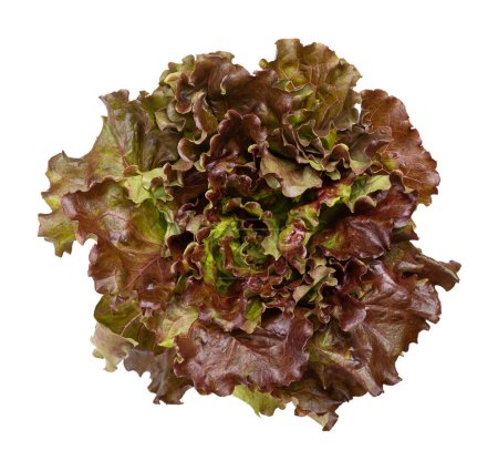 Roter Blattsalat. Einzelne hellgrüne bis dunkelkastanienbraune Rüschen und biegsame Blätter, die gerade aus einem zentralen Stamm und einer steifen Mittelrippe wachsen. Nahaufnahme, von oben, isoliert, Food-Foto.