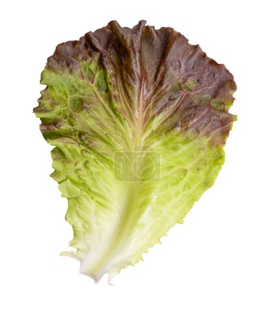 Red leaf lettuce. Single leaf of a lettuce variety with individual light green to dark maroon-tipped frilly and pliable leaves with stiff center rib, growing from a central stem. Isolated, from above.
