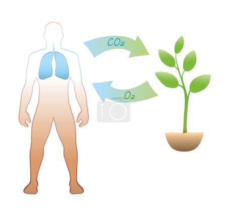 Ilustración de Ciclo de carbono entre humanos y plantas - exhalación e ingesta de dióxido de carbono CO2 - inhalación y liberación de oxígeno O2 - intercambio significativo y vital a través de la respiración. Vector. - Imagen libre de derechos