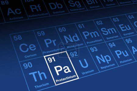 Ilustración de Protactinium on periodic table of the elements. Radioactive metallic element in the actinide series, with atomic number 91 and symbol Pa. Formerly protoactinium, meaning nuclear precursor of actinium. - Imagen libre de derechos