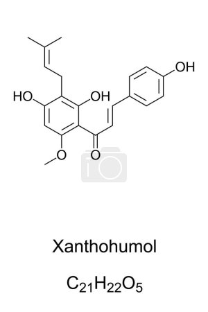 Ilustración de Xanthohumol, chemical formula. Natural product found in blossoms of hops, Humulus lupulus. Also found in beer, belonging to a class of compounds, that contribute to the bitterness and flavor of hops. - Imagen libre de derechos