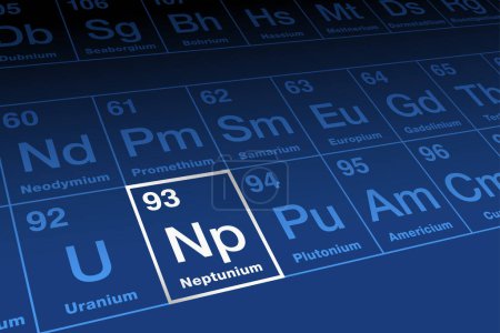 Illustration for Neptunium on periodic table of the elements. Radioactive metallic element in the actinide series with atomic number 93 and symbol Np, named after planet Neptune. Precursor for plutonium-238 formation. - Royalty Free Image