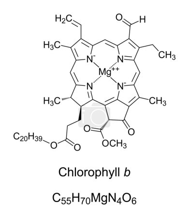 Illustration for Chlorophyll b, chemical formula and structure. Contained in land plants, helping in photosynthesis by absorbing light energy. Single magnesium atom bound by 4 nitrogen atoms in a plane porphyrin ring. - Royalty Free Image