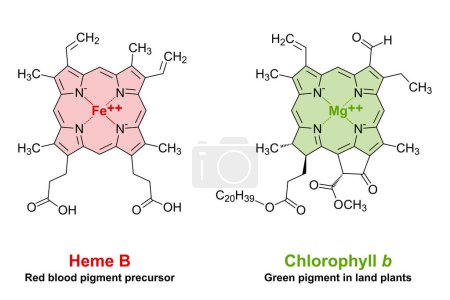 Illustration for Heme and chlorophyll similarities in chemical structure. A plane porphyrin ring with 4 nitrogen atoms, binding an iron atom for the red blood pigment, and a magnesium atom for the green plant pigment. - Royalty Free Image