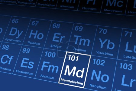 Mendelevium sur le tableau périodique. Élément métallique transuranique radioactif de la série des actinides, portant le numéro atomique 101 et le symbole Md, du nom de Dmitri Mendeleev, père du tableau périodique.
