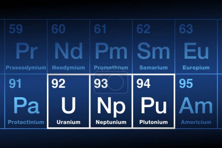 Illustration for Uranium, Neptunium and Plutonium on the periodic table. Radioactive metallic elements in the actinide series, named after Uranus, Neptune and Pluto. Used in nuclear power plants and nuclear weapons. - Royalty Free Image