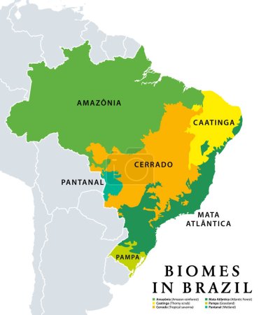 Illustrazione per Biomi in Brasile, mappa di 6 ecosistemi con vegetazione naturale. Amazzonia (foresta pluviale), Caatinga (macchia), Cerrado (savana), Mata Atlantica (foresta atlantica), Pampa (prati) e Pantanal (zone umide)). - Immagini Royalty Free
