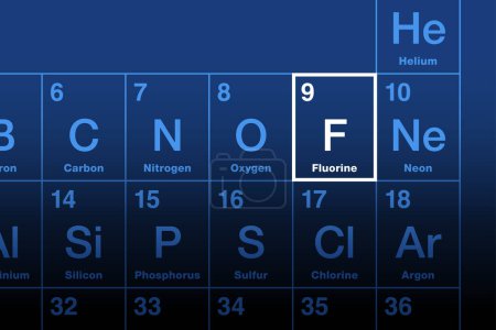 Illustration for Fluorine element on the periodic table. Halogen and chemical element with symbol F and atomic number 9. Most electronegative element and extremely reactive. Named after Latin verb fluo, meaning flow. - Royalty Free Image