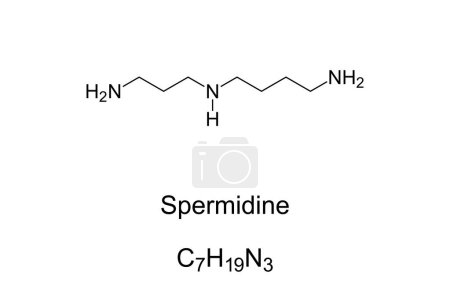 Ilustración de Espermidina, fórmula química y estructura. Compuesto orgánico, originalmente aislado del semen, que se encuentra en los ribosomas y tejidos vivos. Agente de longevidad en mamíferos con autofagia como principal mecanismo. - Imagen libre de derechos