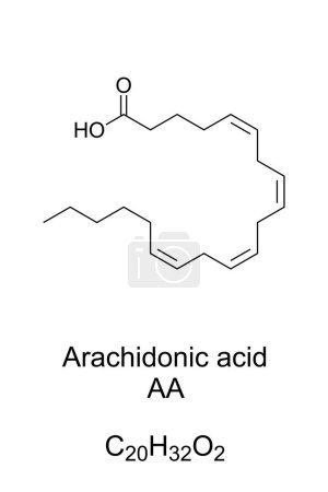 Illustration for Arachidonic acid, AA or ARA, chemical formula and structure. Polyunsaturated omega-6 fatty acid, present in phospholipids of membranes of body cells, and abundant in the brain, muscles, and liver. - Royalty Free Image