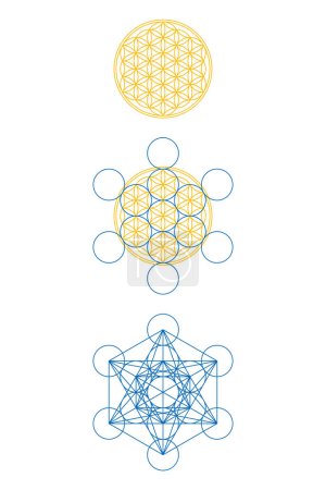 Blume des Lebens und Metatron Cube. Fügt man zu den 7 Kreisen in der Blume des Lebens 6 weitere Kreise hinzu, erhält man die Frucht des Lebens, und man kann daraus einen Metatronwürfel entwickeln. Heilige Geometrie. Vektor.