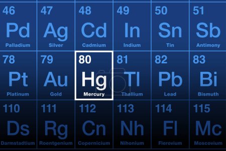 Illustration for Mercury on periodic table of the elements. Known as quicksilver, a toxic heavy metal and chemical element, with symbol Hg for hydrargyrum and atomic number 80. Used in thermometers and dental amalgam. - Royalty Free Image